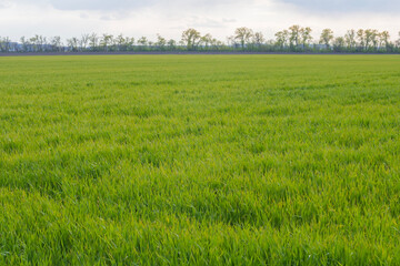 Obraz premium Agricultural field with winter wheat damaged by spring frost. Rural farming landscape with green cereal crop.