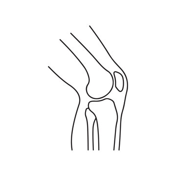 Human knee joint anatomy illustration