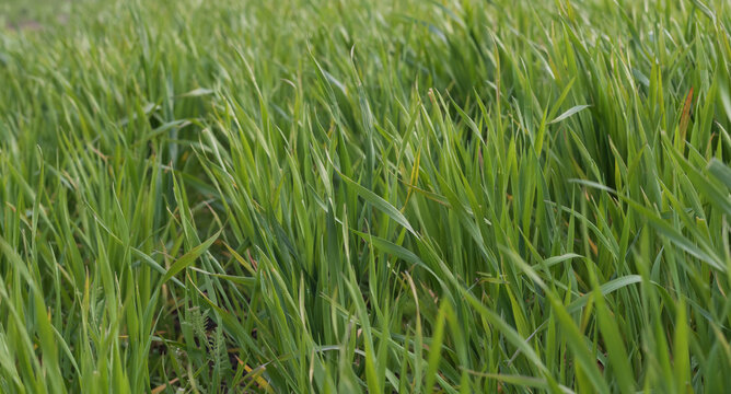 Green winter wheat plants after spring frost in agricultural field. Crop damage caused by sudden cold weather.