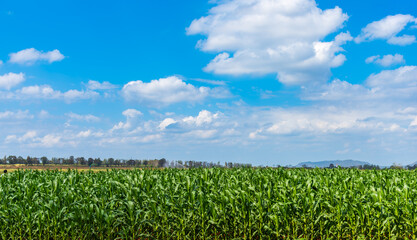 Beautiful green corn field growing in a rural farm under a vibrant blue sky with white clouds. Agriculture cultivation and maize plantation landscape. © torjrtrx