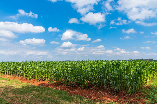 Beautiful green corn field growing in a rural farm under a vibrant blue sky with white clouds. Agriculture cultivation and maize plantation landscape.