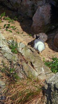 Gaviota patiamarilla con polluelo en acantilado costero