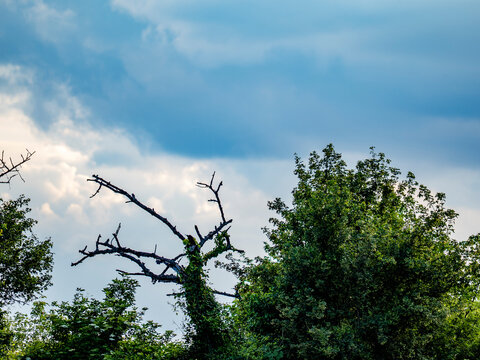 Abgestorbener Baum