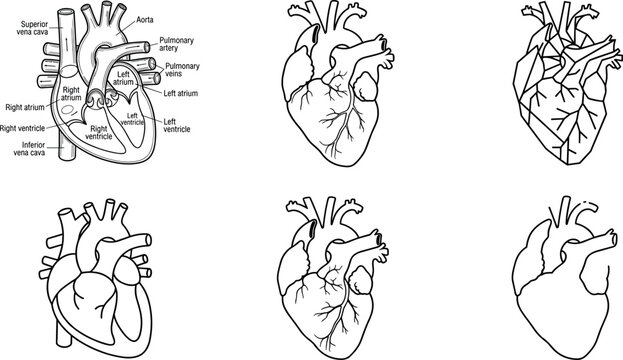 Human Heart Anatomy Vector Set with Medical Cardiovascular Diagrams, Anatomical Organ Illustrations, and Healthcare Educational Design Elements