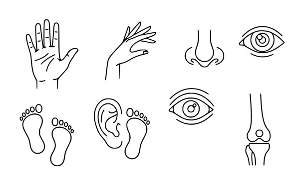 Contemporary Human Anatomy Thin Line Icons with Hands Feet Eye Ear and Joint Vector Symbols