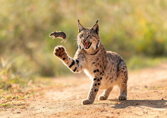 Naklejka premium Action Wildlife Photograph of Iberian Lynx Batting Field Mouse in Air on Dirt Path