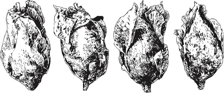 four detailed hand drawn oyster shells vintage engraved seafood illustration with textured shell patterns, marine natural history art