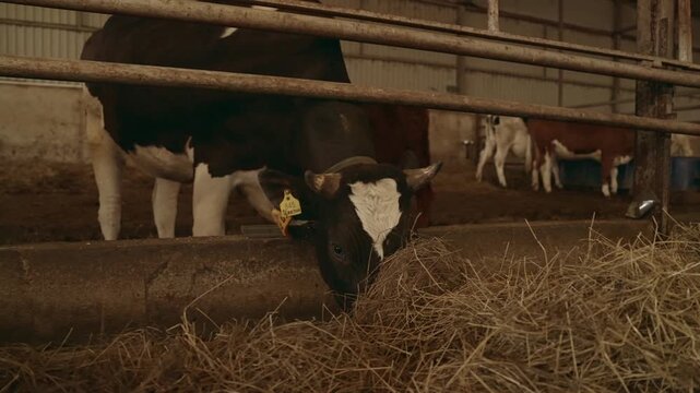 Numerous cattle with identification tags on their ears feeding on dry hay inside a rustic barn, highlighting the daily routine and animal husbandry practices of a modern agricultural farm. Slow motion