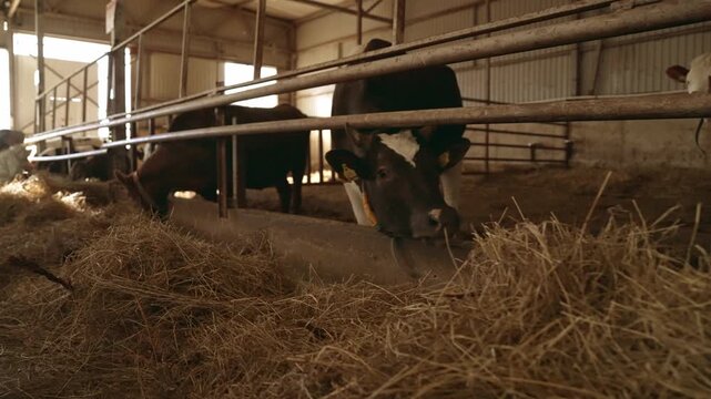 Beautiful sunlight filtering into a rustic barn where several black and white holstein cows are peacefully eating dry hay from a long trough, showcasing daily life in a modern dairy farm. Slow motion