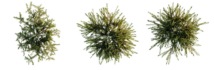 Erica carnea tree plan, top view, cutout, transparent background, isolate, Detailed Pine Tree Branch with Needles, Realistic Texture, Forest Element, Nature Close-Up © KP Stock