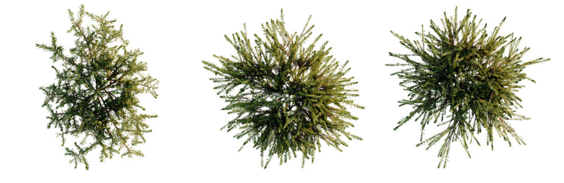 Erica carnea tree plan, top view, cutout, transparent background, isolate, Detailed Pine Tree Branch with Needles, Realistic Texture, Forest Element, Nature Close-Up