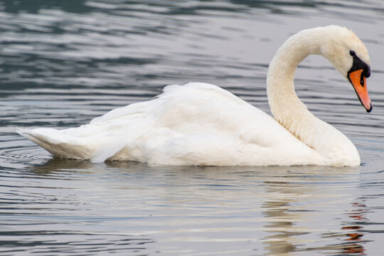 A detailed side view of a graceful white mute swan swimming on calm water, highlighting its curved neck and vibrant orange bill under soft light.