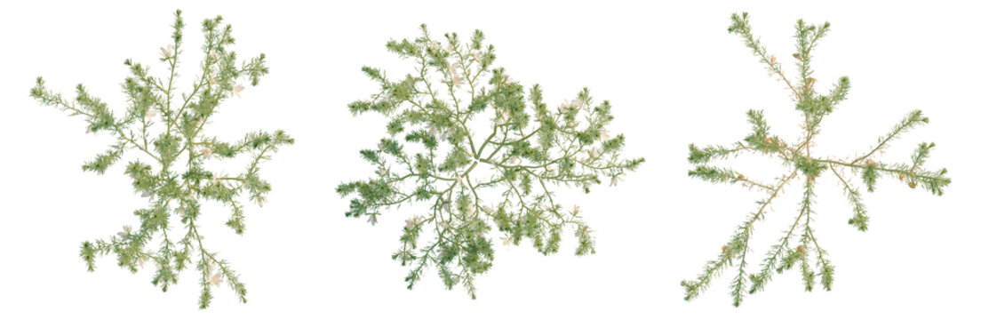 Peganum nigellastrum tree plan, top view, cutout, transparent background, isolate, Delicate fern leaf texture close-up, detailed natural pattern, organic design element for your projects