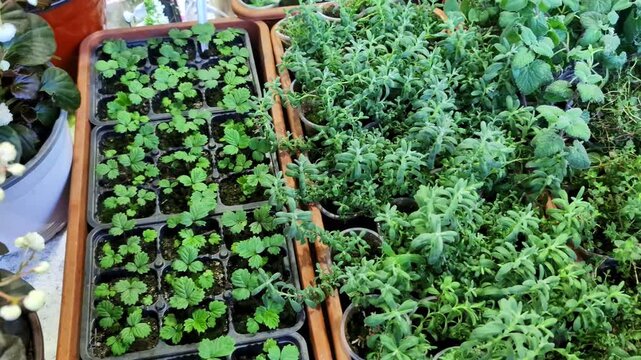 Close-up view of begonia with white flowers and dark green leaves alongside trays of pelargonium seedlings with small green leaves.