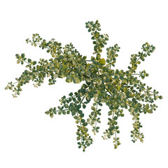 Fototapeta premium Zygophyllum fabago tree plan, top view, cutout, transparent background, isolate, Delicate green foliage branch on a simple background - natural beauty and freshness.