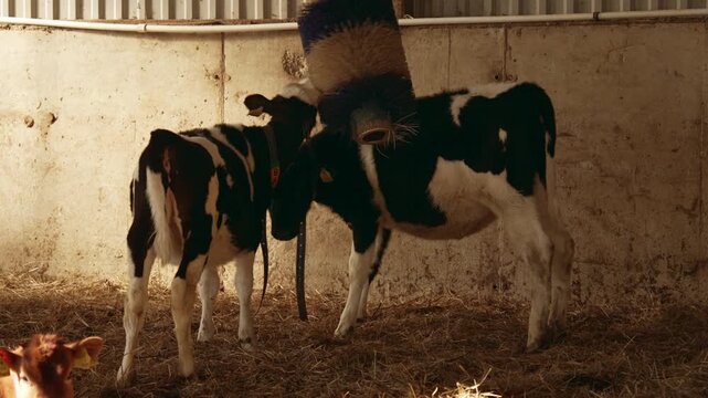 Two young black and white calves affectionately grooming and scratching themselves against an automatic rotating brush inside a cozy, sunlit barn, enjoying the pleasant sensation on their hide