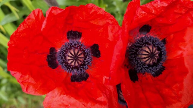 Bright red poppy flowers with delicate petals and dark centers featuring intricate patterns. Vibrant blossoms are set against a soft green background of leaves and stems, emphasizing natural beauty.