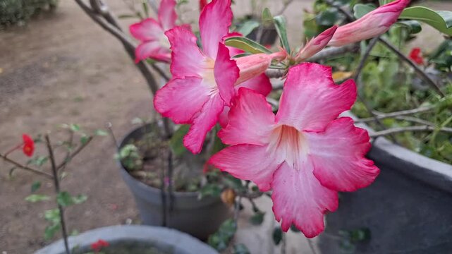 Commercial macro video of healthy pink adenium obesum plant in pot for sale, close up detailed view of retail exotic houseplant flower for nursery and florist business advertisement