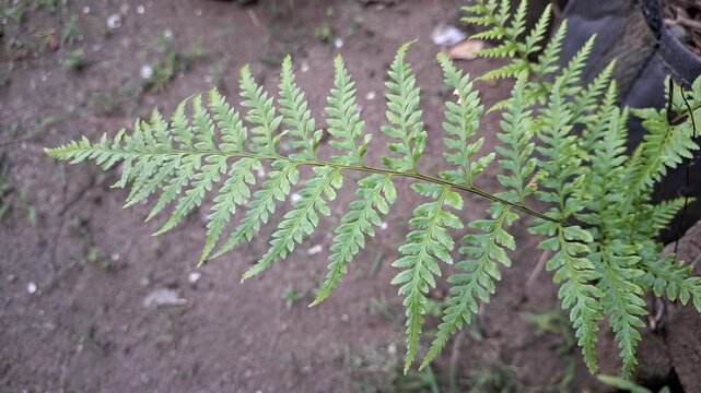 Top view of wild polypodiopsida fern frond stalk swaying in the breeze, fresh green botanical foliage plant background for tropical nature footage