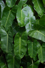 Close up of Philodendron burle marxii or araceae plant, burle marx or philodendron with natural texture and fresh botanical background in outdoor environment. © tomz