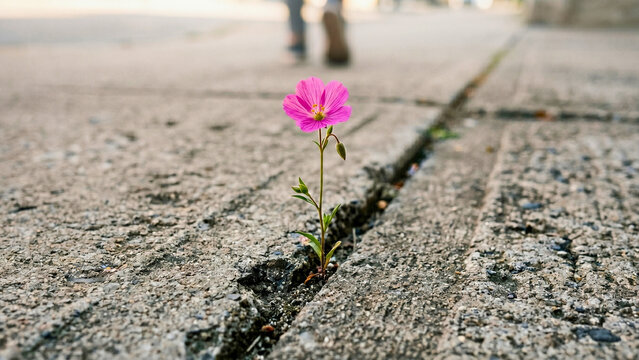 Pink wildflower growing through crack in concrete sidewalk, resilience hope concept, strength adversity ,life persistence, nature breakthrough, perseverance overcoming obstacle
