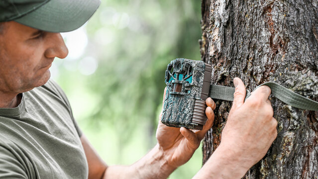 Attaching the camera trap to the tree trunk. Camouflage digital trap with motion pir sensor and infrared flash used for wildlife observation or scientific research.