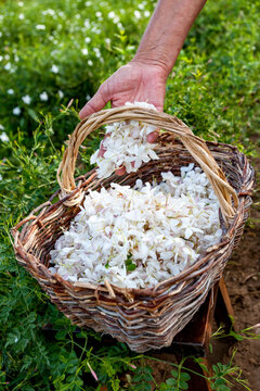 Harvesting fresh jasmine flowers into a wicker basket in Grasse