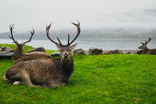 Red deer stag resting on green grass in the Scottish Highlands