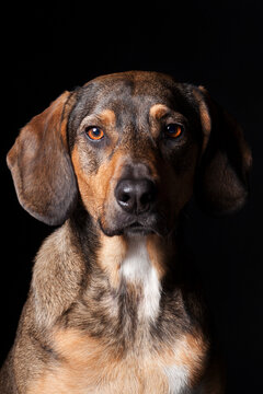 Studio portrait of a mixed breed dog on black background