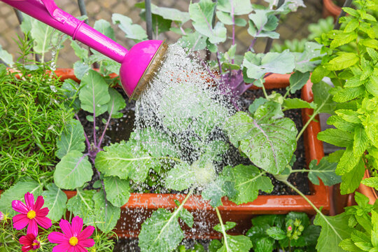 Watering kohlrabi and herbs in a balcony planter