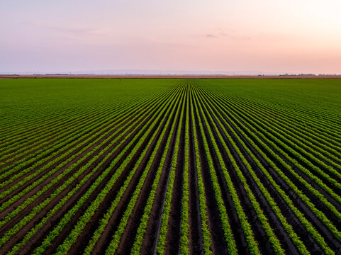 Serbia, Vojvodina Province, Drone view of vast green carrot field at sunrise