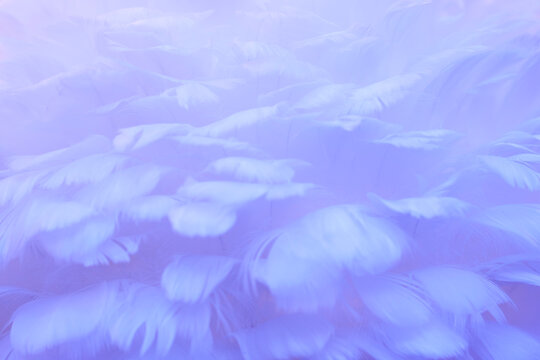 Abstract soft blue and purple feathers background