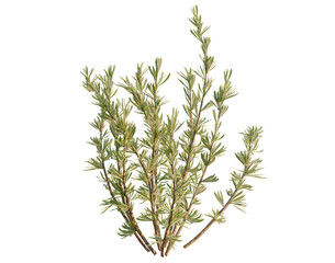 Fototapeta premium Caragana stenophylla tree, elevation, front view, cutout, transparent background, isolate, Branch of Rosemary, Fresh Herb Sprig, Culinary Ingredient, Natural Food, Seasoning