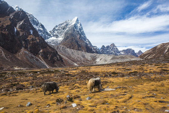Yak graze in the Himalayas of Nepal, Sagarmatha National Park