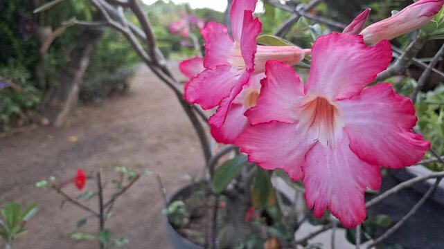 Extreme close up video showing detailed anatomy of pink adenium obesum flower stamen and petals, macro botanical study clip of tropical desert rose blossom structure