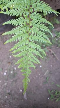 Vertical view of single green fern leaf frond hanging down and blowing in the wind, fresh polypodiopsida foliage for smartphone social media reels