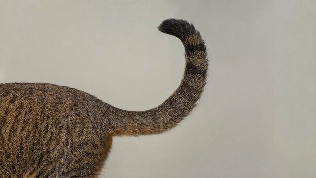 cat tail photography clean and professional