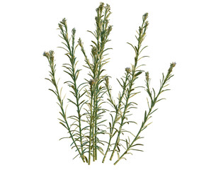 Fototapeta premium Stevenia canescens tree, elevation, front view, cutout, transparent background, isolate, Delicate sprig of lavender flowers, detailed botanical illustration, floral design element, png