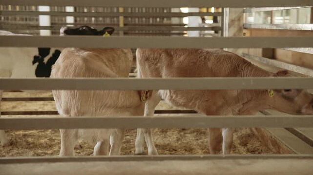 Adorable newborn calf with an ear tag carefully walking towards the camera inside a pen with hay on the floor, representing modern livestock farming and agricultural animal husbandry. Slow motion, 4K