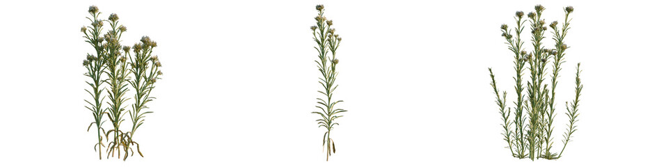 Fototapeta premium Stevenia canescens tree, elevation, front view, cutout, transparent background, isolate, Detailed close-up of lush green grass blades, showcasing vibrant texture and natural beauty, png