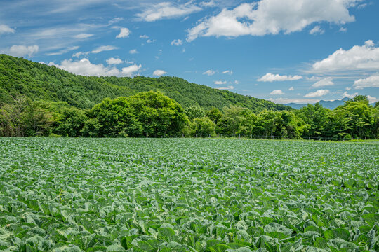 群馬・嬬恋村のキャベツ畑と青空広がる夏の高原風景