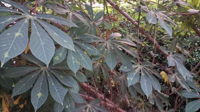 Close up eye level shot of green cassava plant foliage texture, organic manihot esculenta shrub branches element for tropical agriculture design