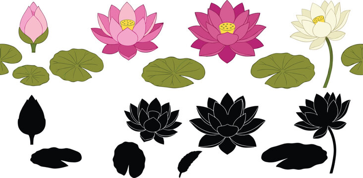 Lotus Flower and Lily Pad Collection Illustration with Pink Water Lilies, Botanical Pond Plants, and Floral Silhouette Vector Elements