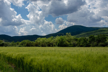 Fototapeta premium Field landscape with mountains in the back