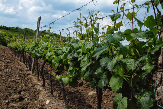 Rows of young vine in the spring