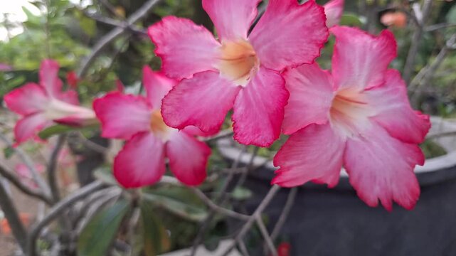 Beautiful pink adenium obesum flowers blowing in the wind on backyard garden pot, close up real time video of desert rose plant for nature content background clip