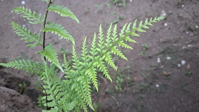 Growing young green fern plants shrub cluster shaking in the wind, organic polypodiopsida frond leaves element for botanical agriculture design