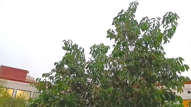 Lush Green Jamun Tree Branches Swaying in the Wind Against an Overcast Sky
​
