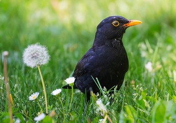 Fototapeta premium Common blackbird standing on green grass with dandelions