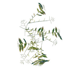 Obraz premium Oplismenus compositus tree plan, top view, cutout, transparent background, isolate, Delicate fern fronds with intricate details, perfect for nature-inspired designs and backgrounds.